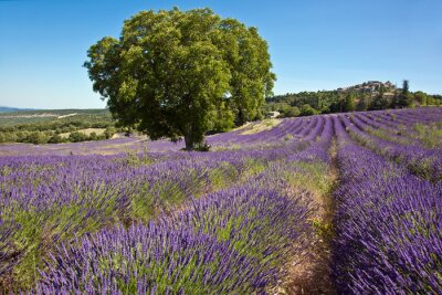 Fototapete Blick auf Lavendel und Bäume