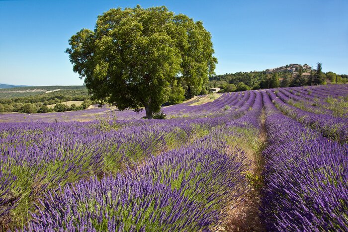 Fototapete Blick auf Lavendel und Bäume