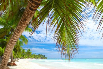 Fototapete Blick auf Palmen und das exotische Meer