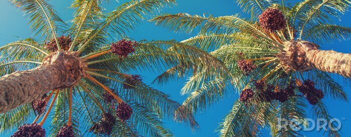Fototapete Blick auf Palmen von unten
