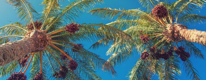 Fototapete Blick auf Palmen von unten