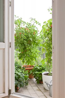 Fototapete Blick auf Tomatensträucher in Töpfen auf einem Balkon