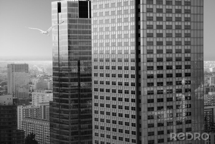 Fototapete Blick auf Wolkenkratzer und Vogel in Grau