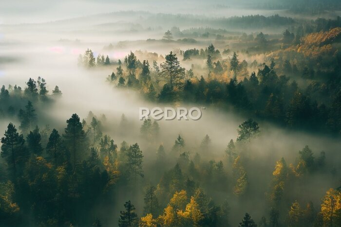 Fototapete Blick von oben auf den Wald am Morgen