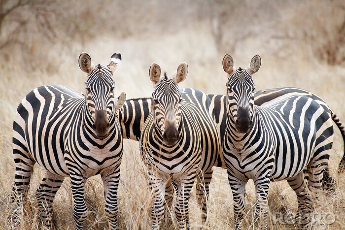 Fototapete Blickende Zebras