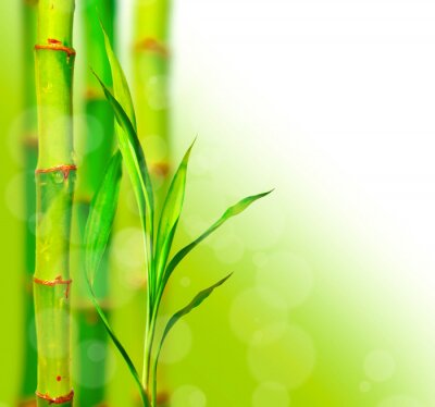 Fototapete Blühende Bambusblätter