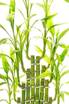 Blühende Bambusse