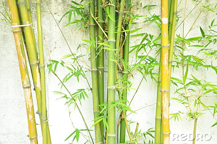 Fototapete Blühende Bambusse an der Wand