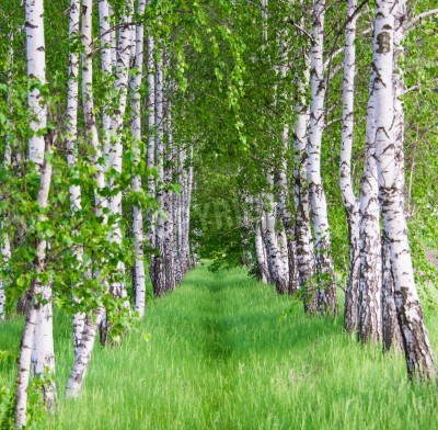 Fototapete Blühende Birken