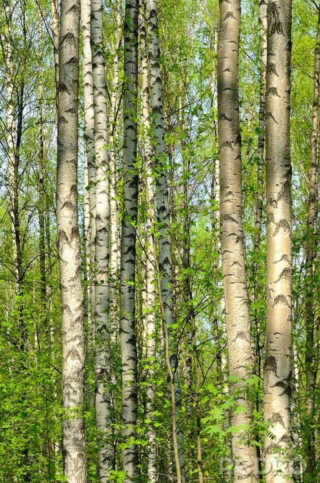 Fototapete Blühende Birken im Frühjahr