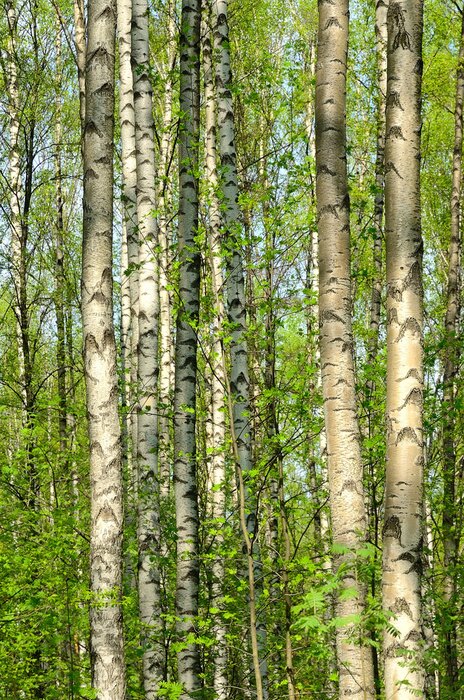 Fototapete Blühende Birken im Frühjahr