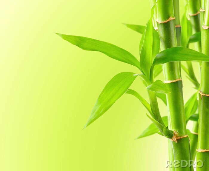 Fototapete Blühende Blätter des grünen Bambusses
