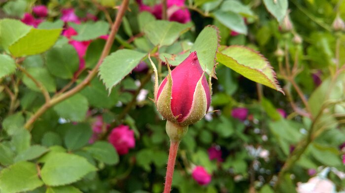 Fototapete Blühende Gartenrosen