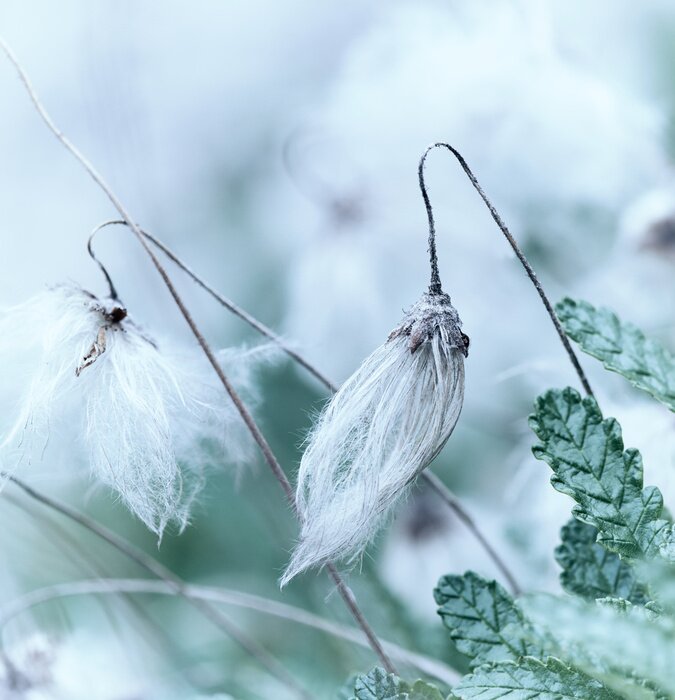 Fototapete Blühende Gräser