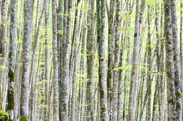 Fototapete Blühende junge Birken