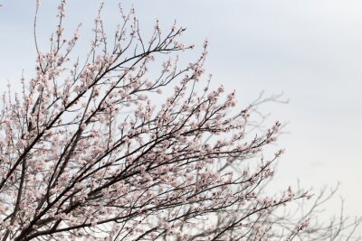 Fototapete Blühende Kirschbäume