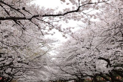 Fototapete Blühende Kirschbäume im Garten