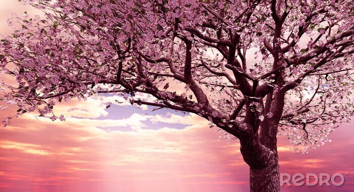 Fototapete Blühende Kirsche vor dem Hintergrund eines Sonnenuntergangs