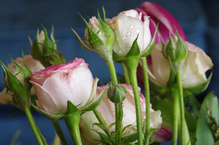 Fototapete Blühende kleine Röschen