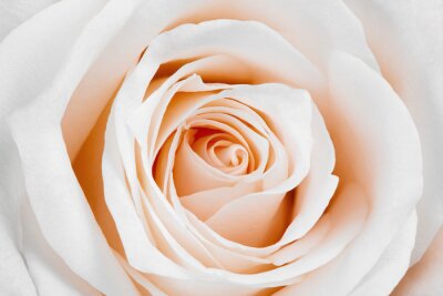Fototapete Blühende lachsfarbene Rose