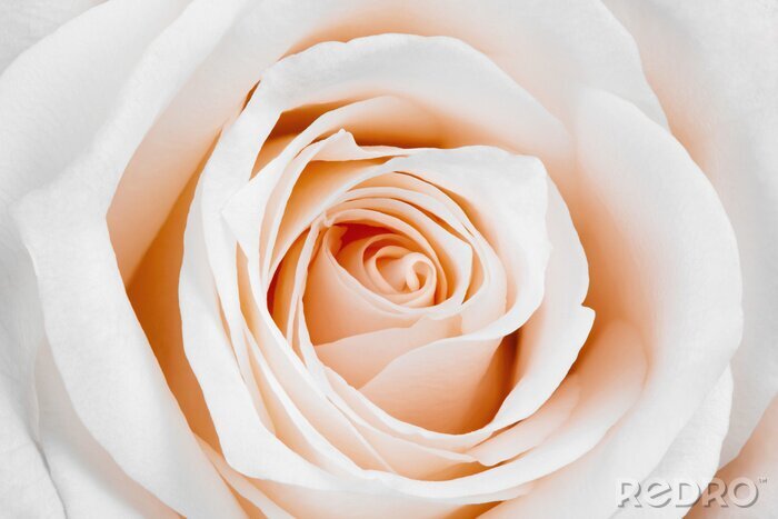 Fototapete Blühende lachsfarbene Rose