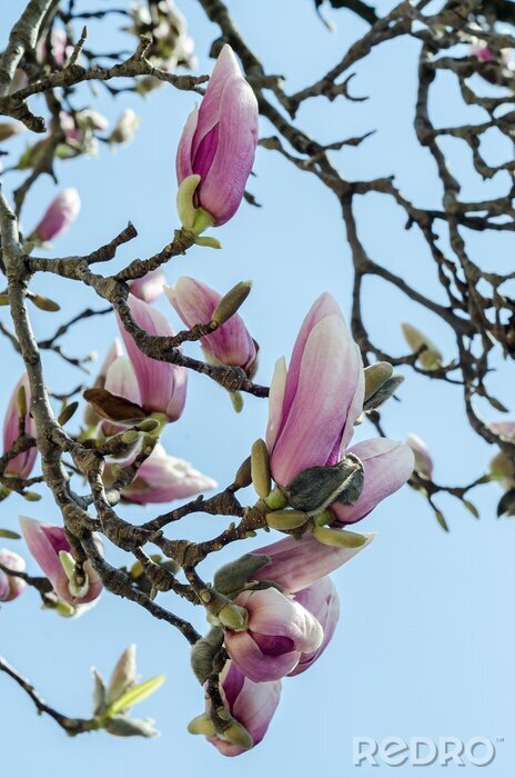 Fototapete Blühende Magnolie auf einem Baum