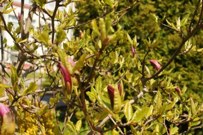 Fototapete blühende Magnolie im Garten