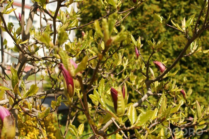 Fototapete blühende Magnolie im Garten