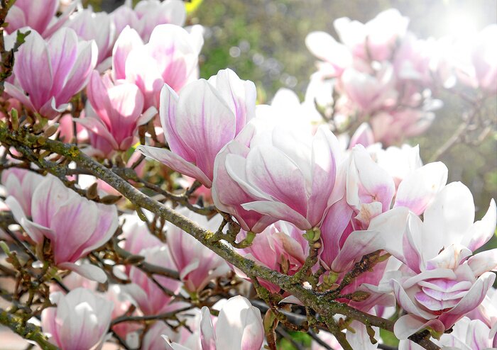 Fototapete Blühende Magnolien an Zweigen