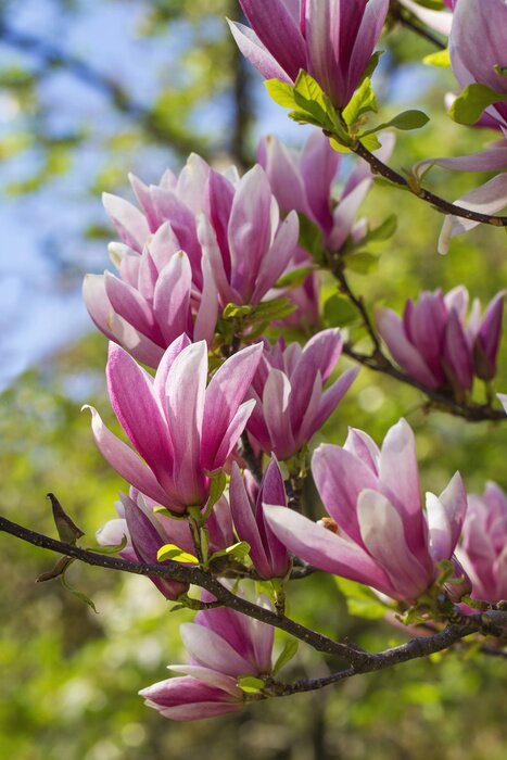 Fototapete blühende Magnolien auf dem Baum