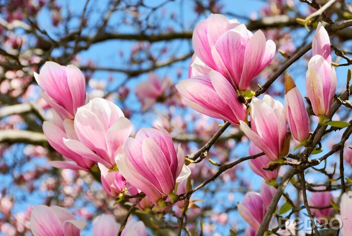Fototapete Blühende Magnolien im Frühling