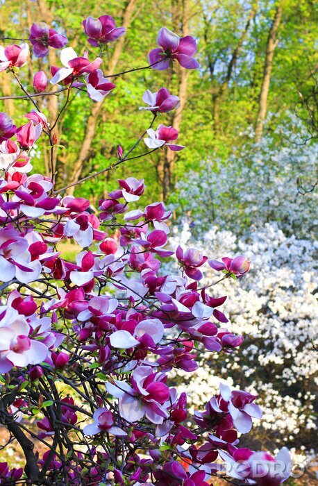 Fototapete Blühende Magnolien im Garten