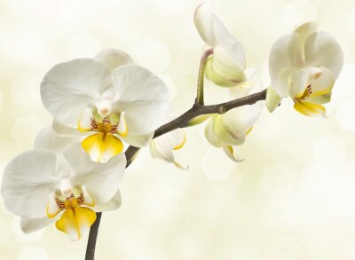 Fototapete Blühende Orchideen