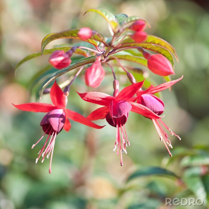 Fototapete Blühende Pflanzen im Park