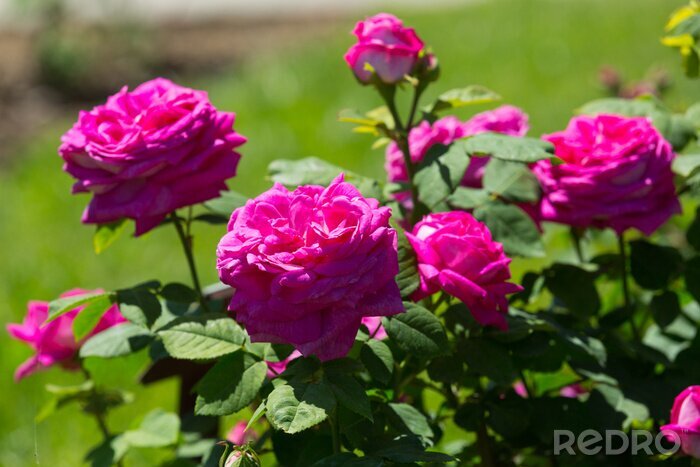 Fototapete Blühende Rosen im Garten