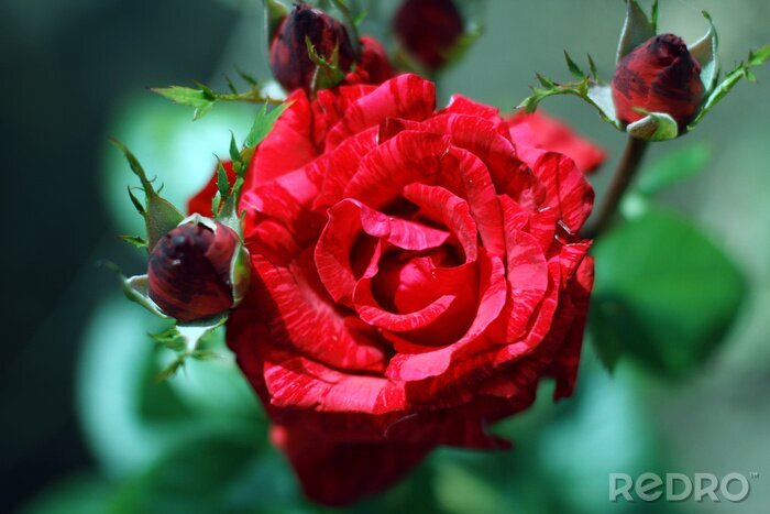 Fototapete Blühende rote Rose und Knospen