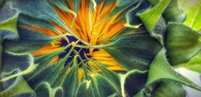 Fototapete Blühende Sonnenblume
