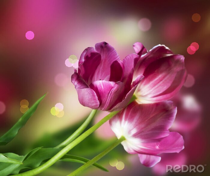 Fototapete Blühende Tulpen im Park