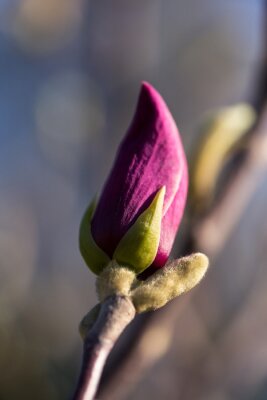 Fototapete Blühende violette Magnolie