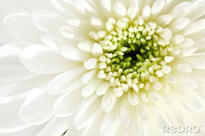 Fototapete Blühende weiße Blume