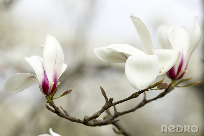 Fototapete Blühende weiße Magnolie