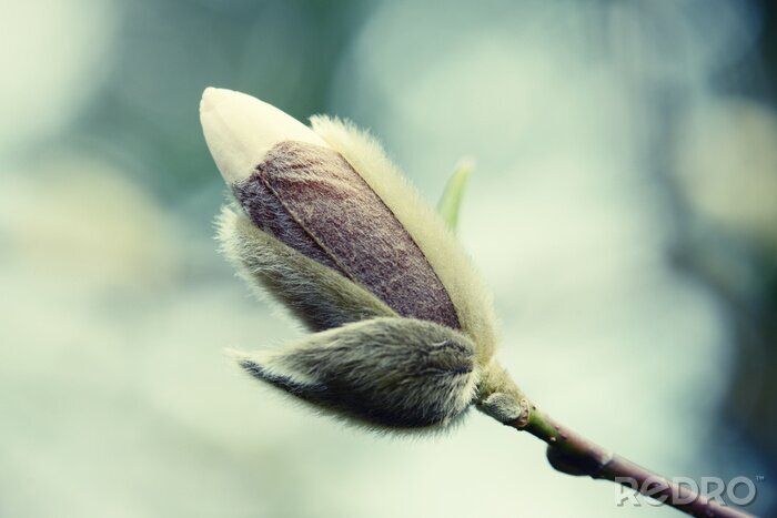 Fototapete Blühende weiße Magnolie im Frühling