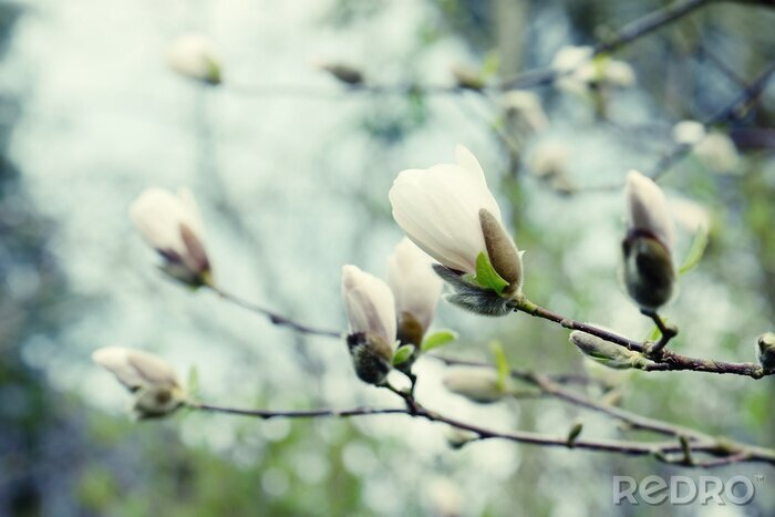 Fototapete Blühende weiße Magnolien