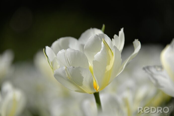 Fototapete Blühende weiße Tulpe