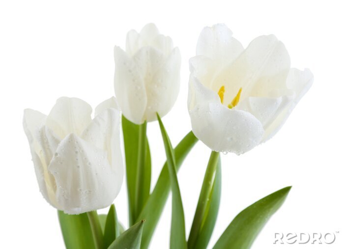 Fototapete Blühende weiße Tulpen