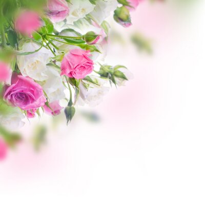 Blühende weiße und rosa Rosen
