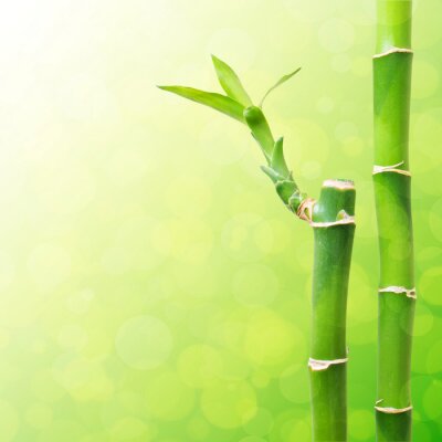 Blühender Bambus