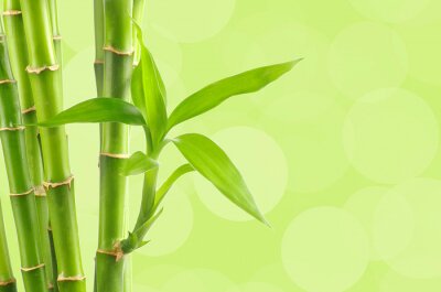 Fototapete Blühender Bambus auf grünem Hintergrund