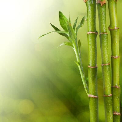 Blühender Bambus in Wassertropfen