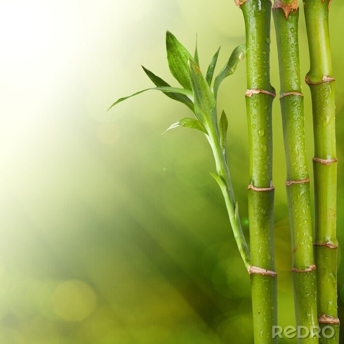 Fototapete Blühender Bambus in Wassertropfen